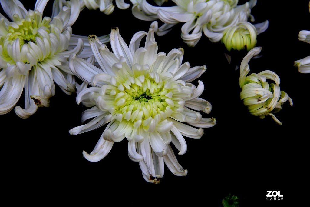 白菊花