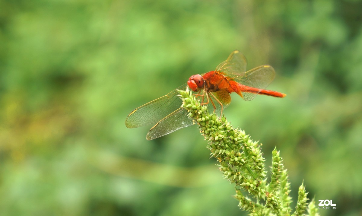 给冷落的NEX5N坛子添把火