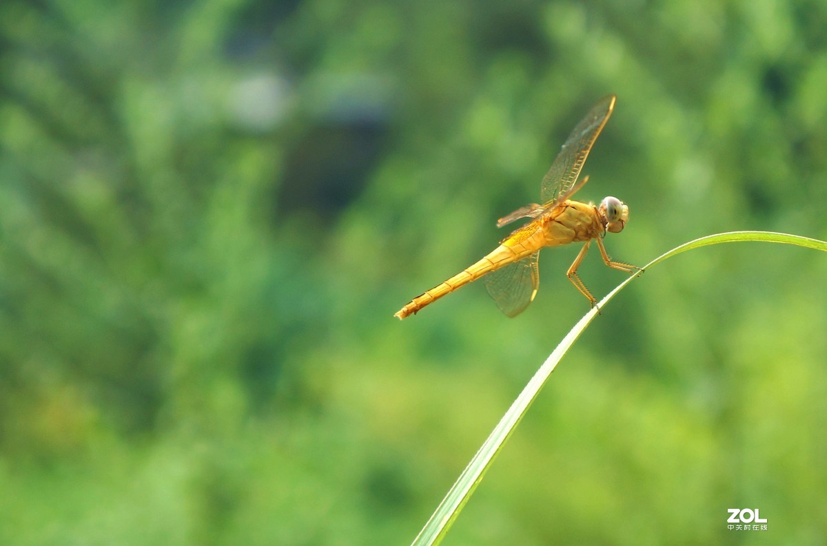 给冷落的NEX5N坛子添把火