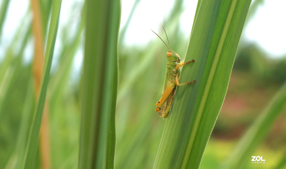 给冷落的NEX5N坛子添把火