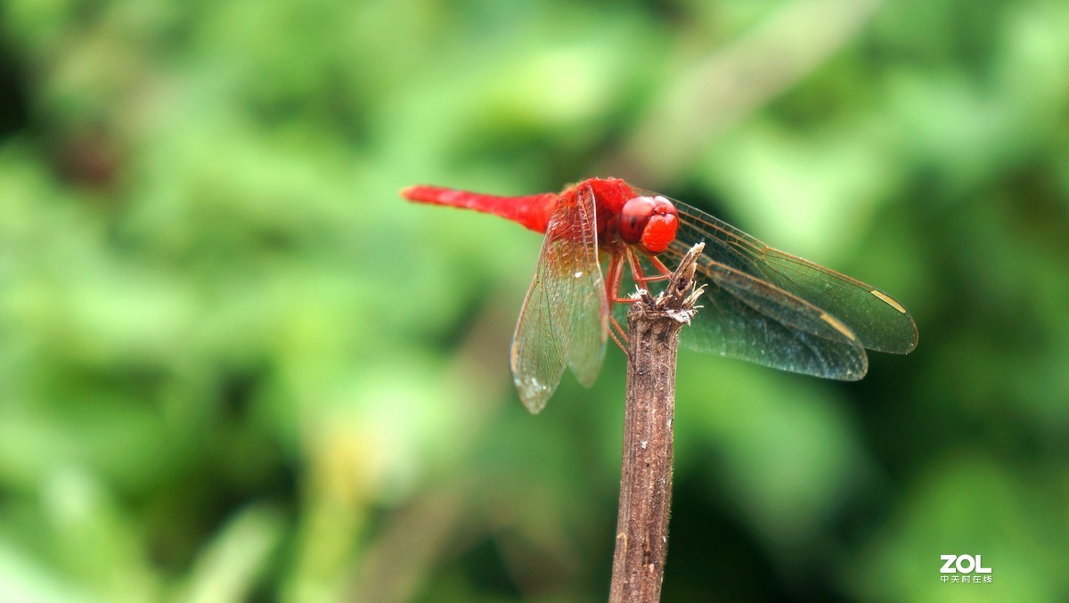 给冷落的NEX5N坛子添把火