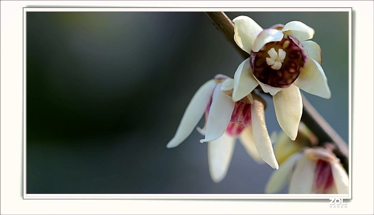 腊梅花开（一）