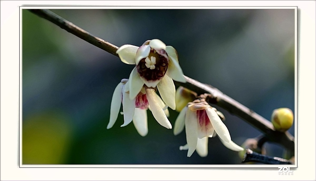 腊梅花开（一）