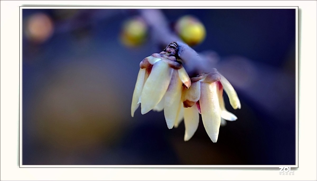 腊梅花开（一）