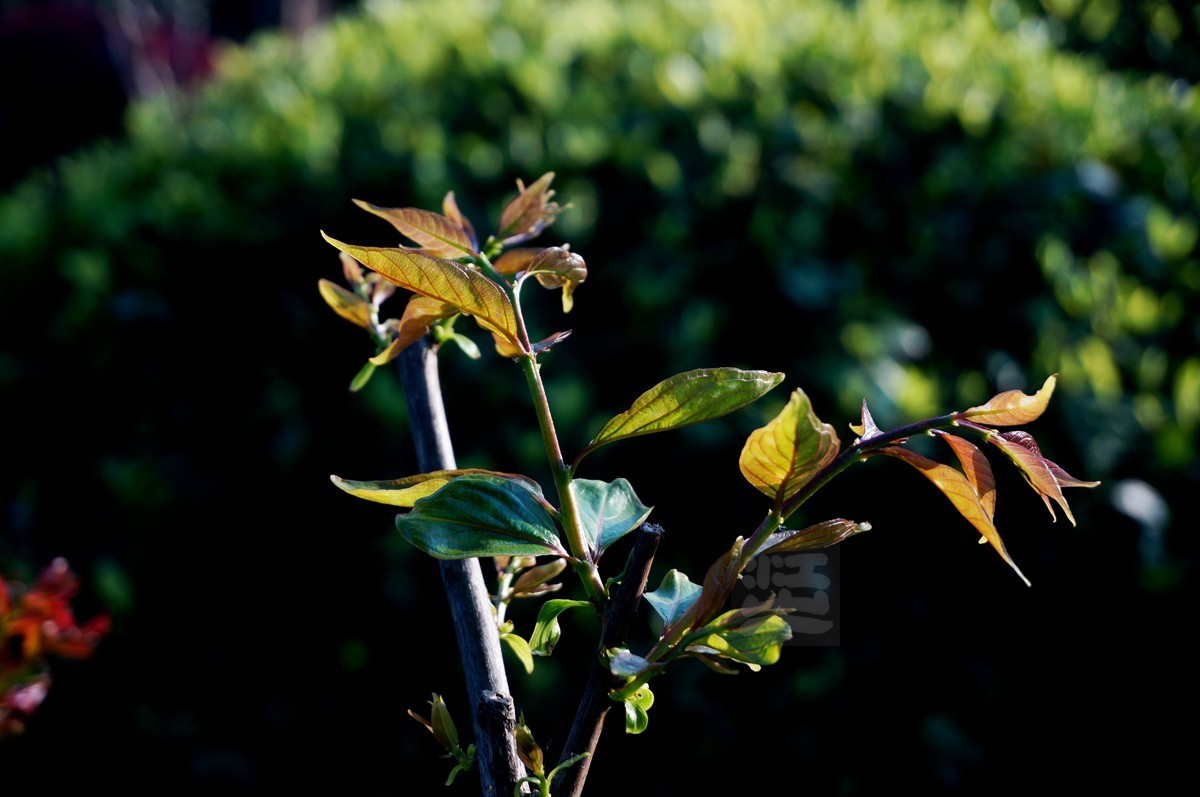 【家乡美】日暮乡关诗情欢——武汉随笔