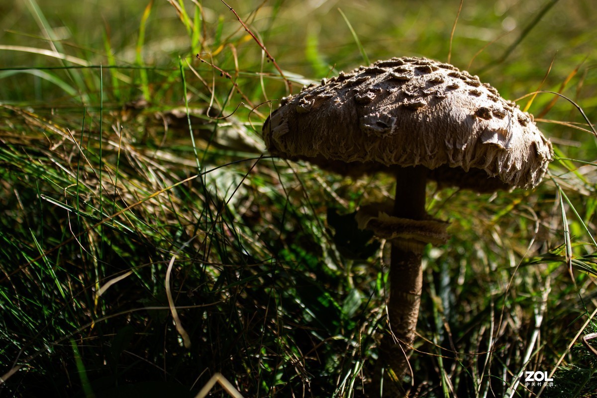 蘑菇好吃，也有毒蘑菇