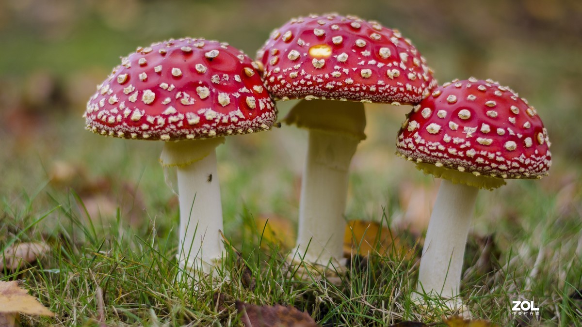 蘑菇好吃，也有毒蘑菇