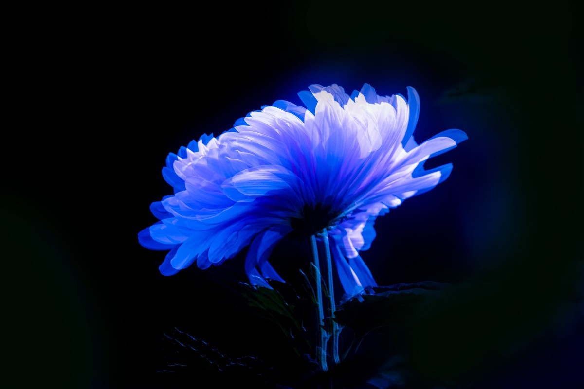 随拍菊花（二）
