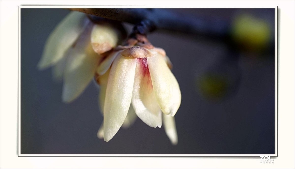 腊梅花开（一）