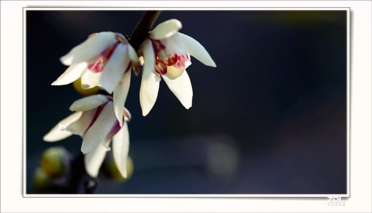 腊梅花开（一）