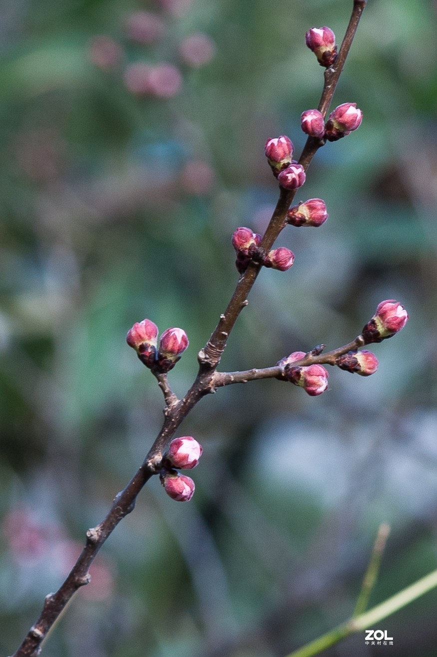 又是一年好春光-小钢炮试拍花儿