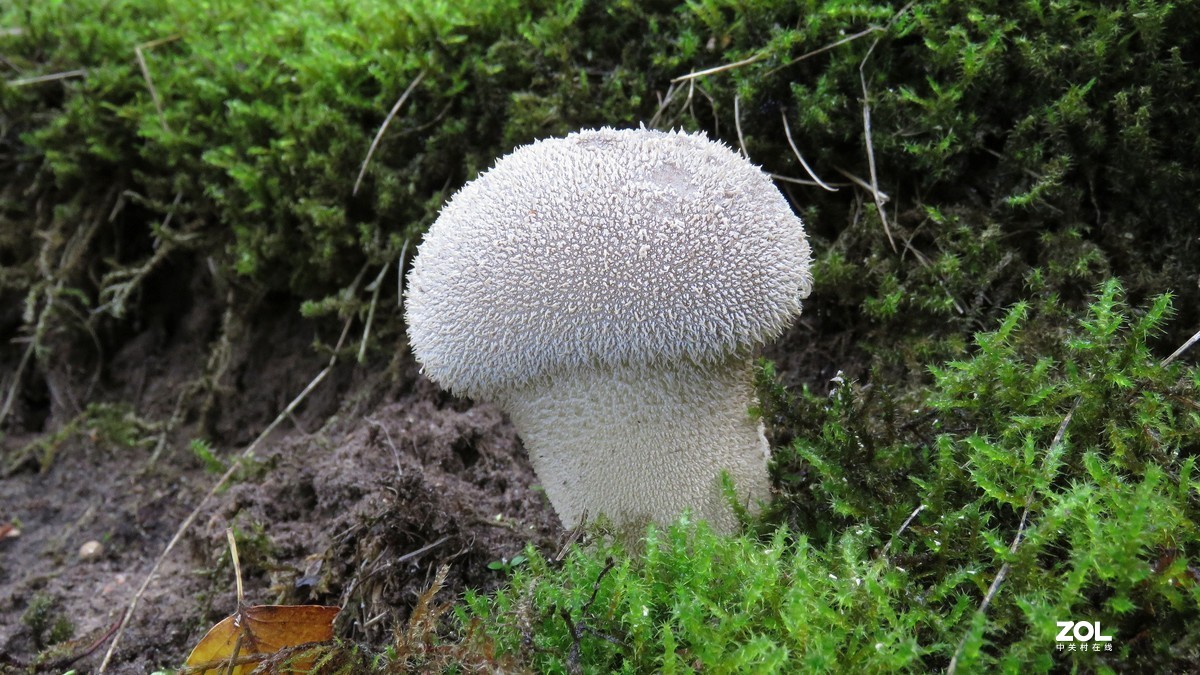 蘑菇好吃，也有毒蘑菇