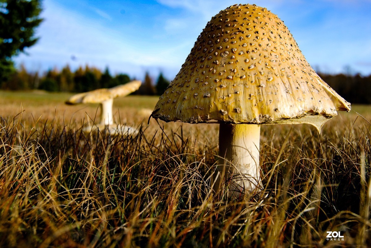 蘑菇好吃，也有毒蘑菇