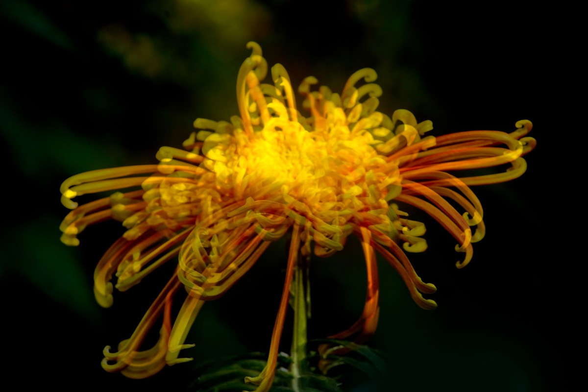 随拍菊花（二）