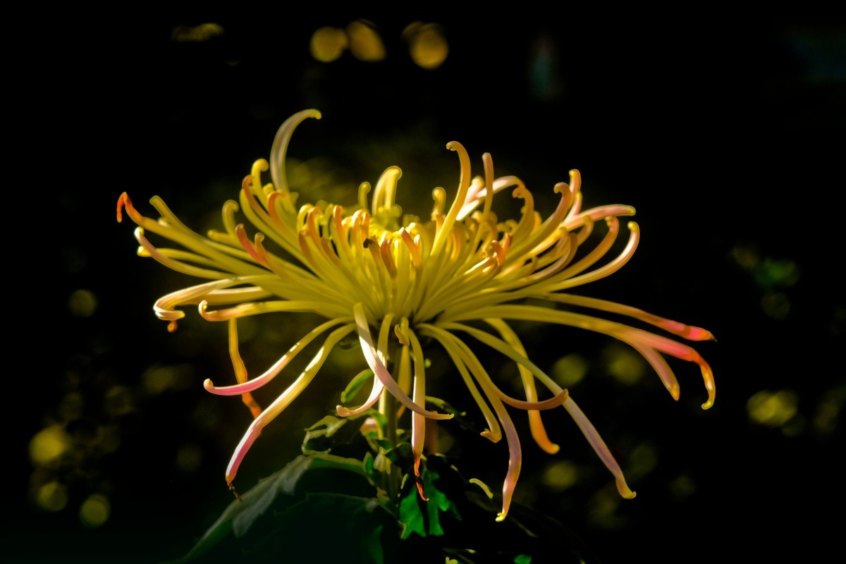 随拍菊花（二）