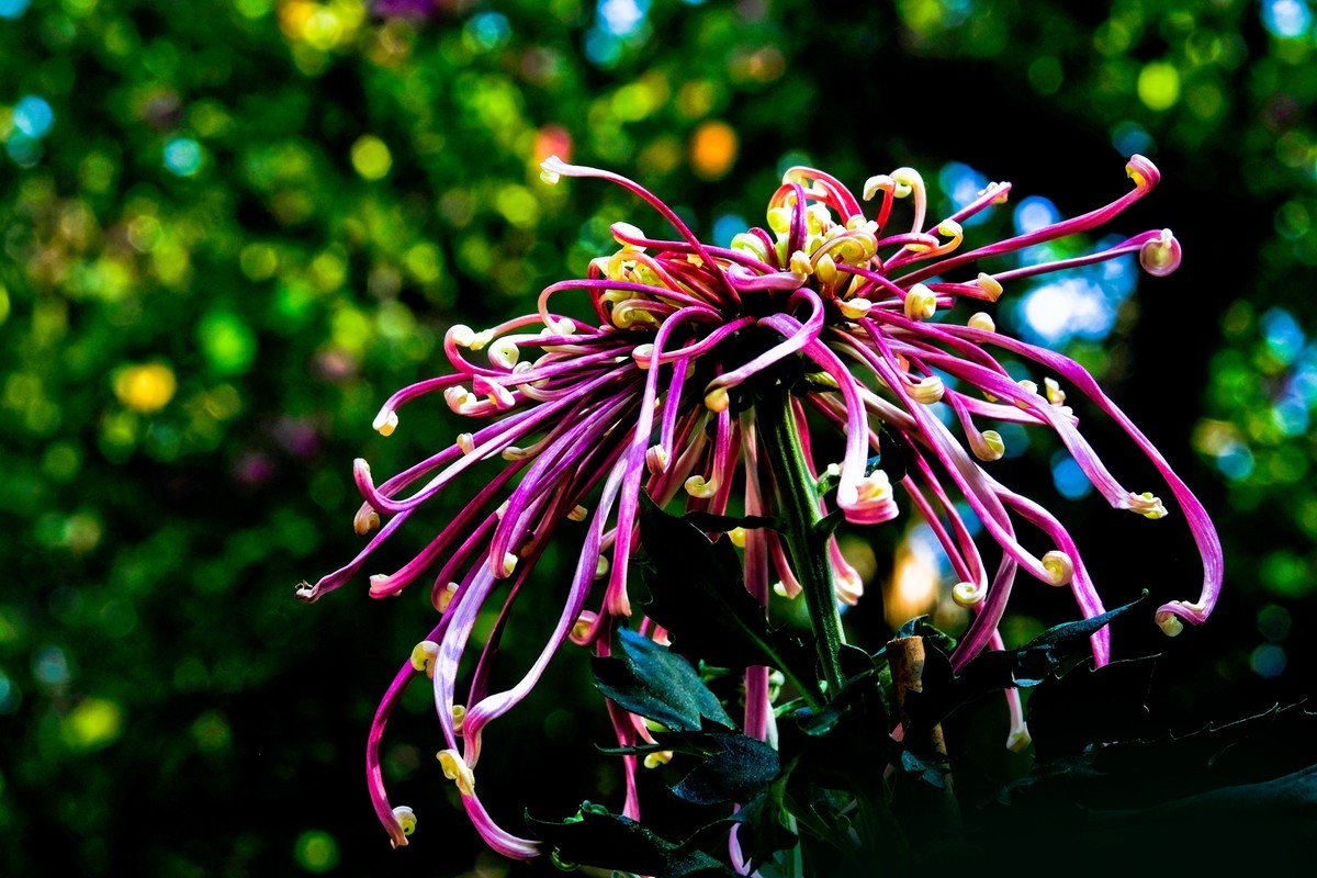 随拍菊花（二）