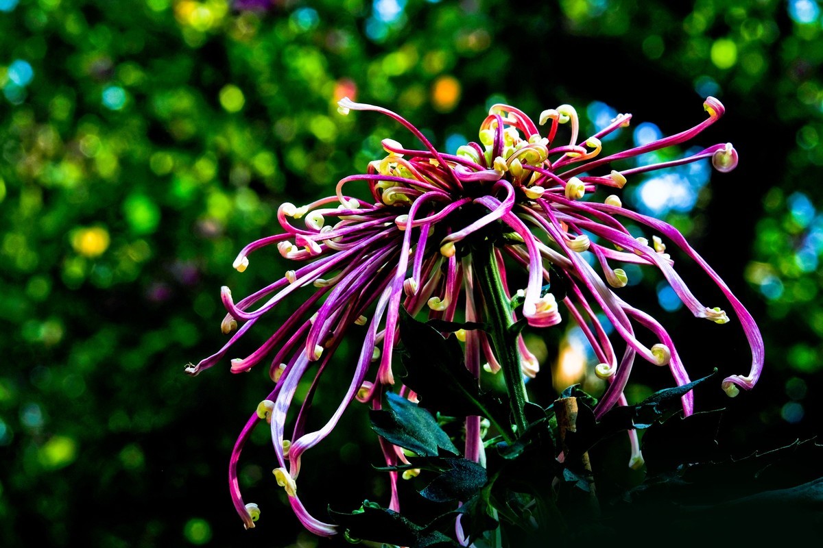 随拍菊花（二）