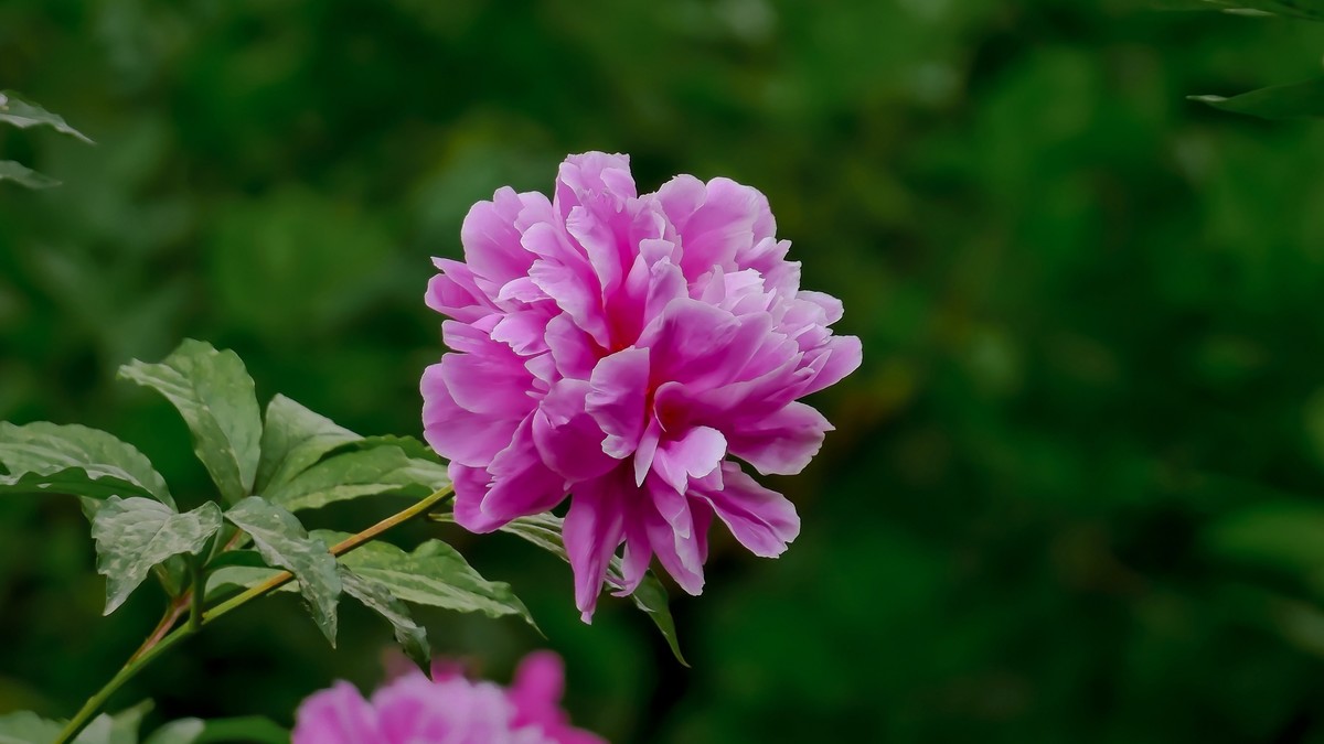 景山公园20210513 芍药花 20