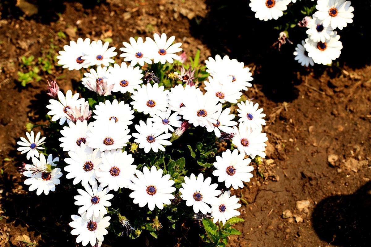 植物園白花齊放