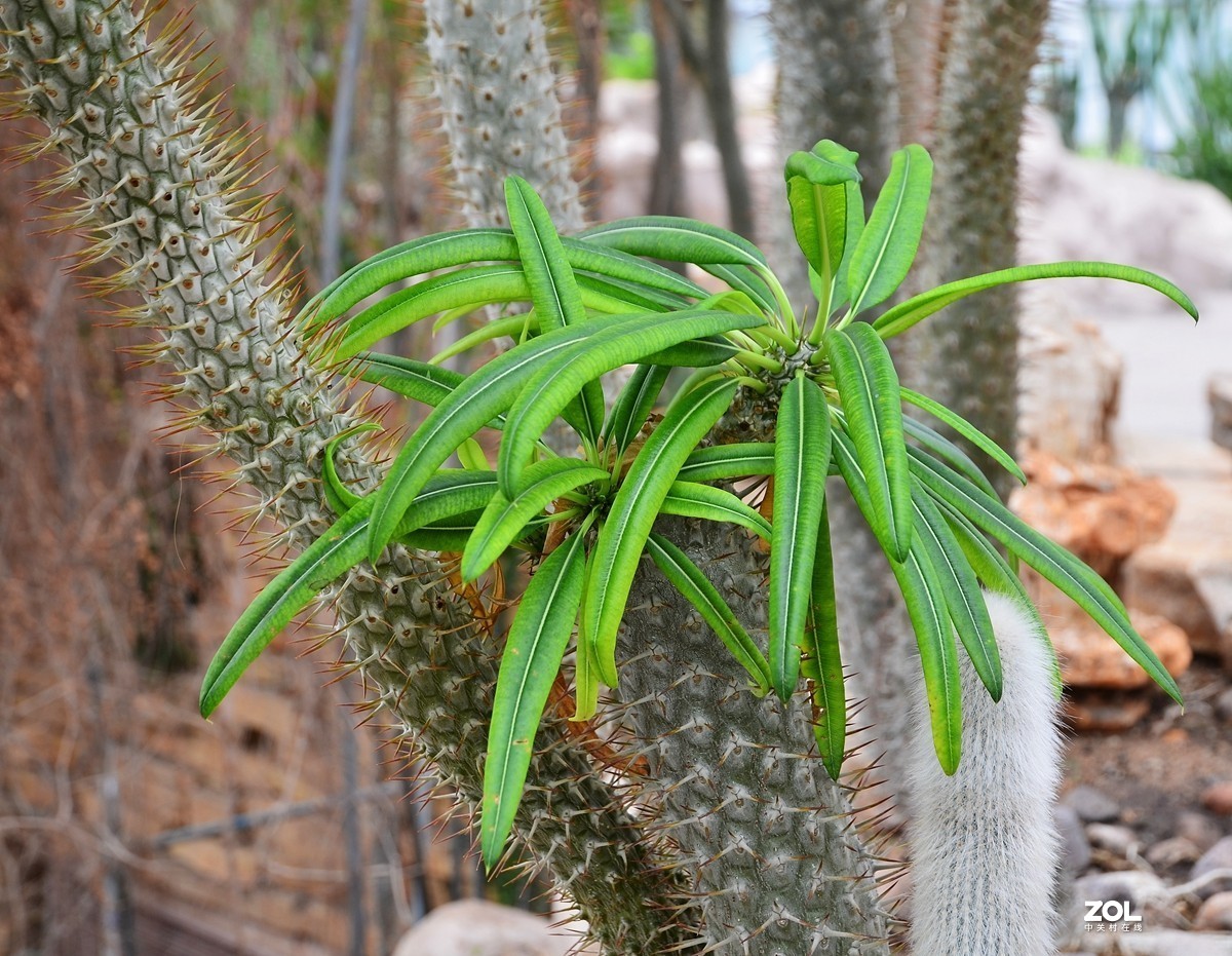 植物園裡的熱帶雨林植物