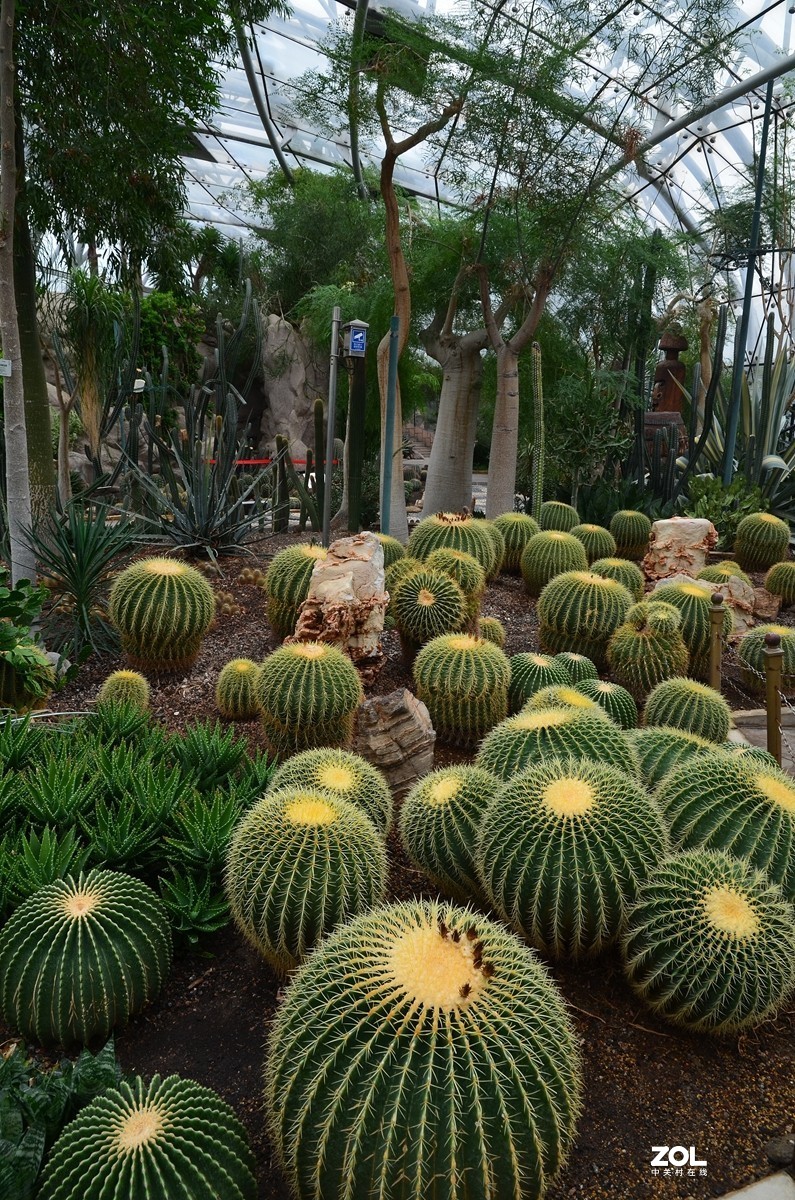 植物园里的热带雨林植物
