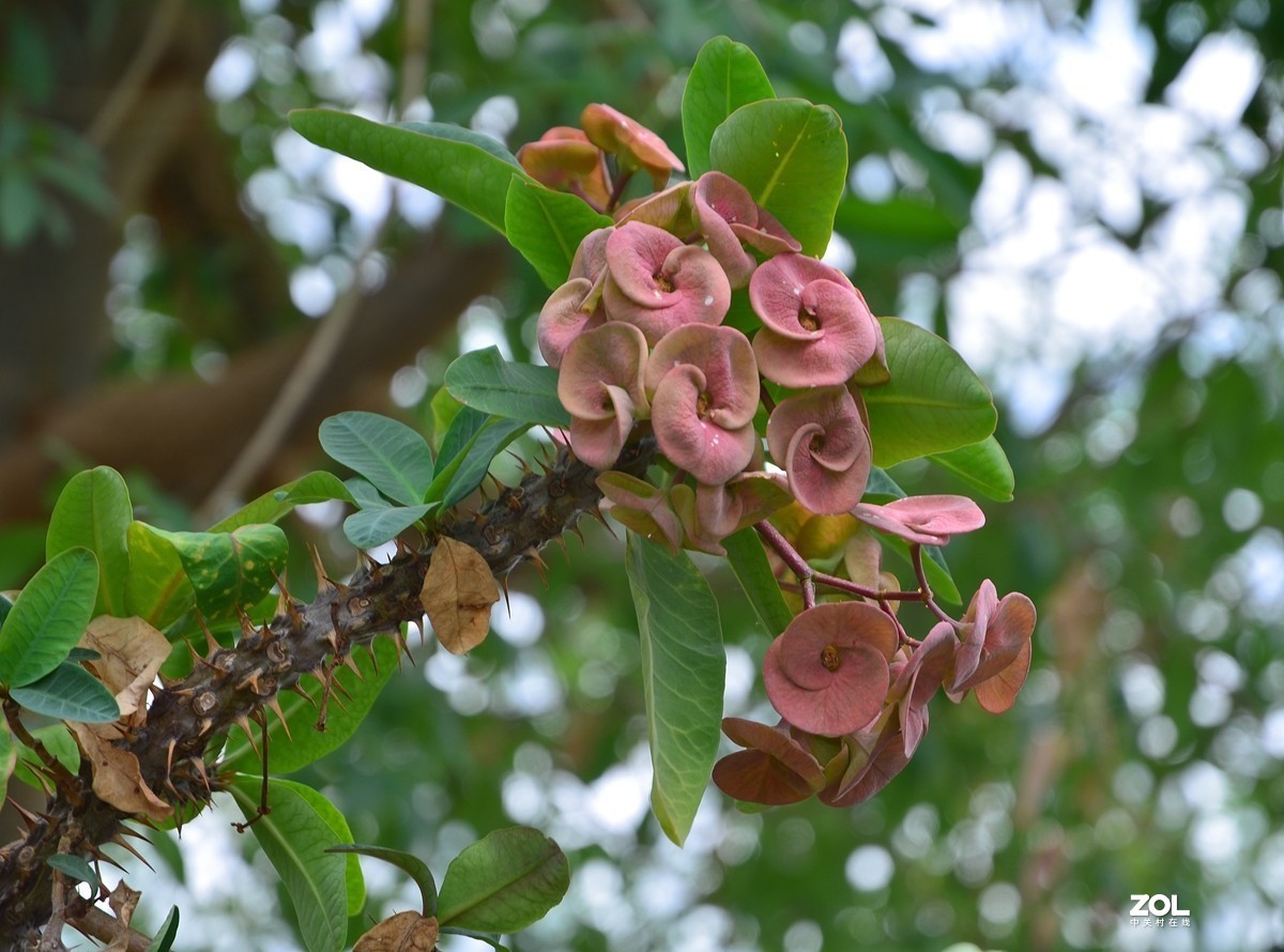 植物园里的热带雨林植物