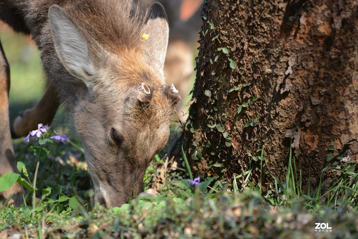 尼康D7100 +腾龙70-200 A009