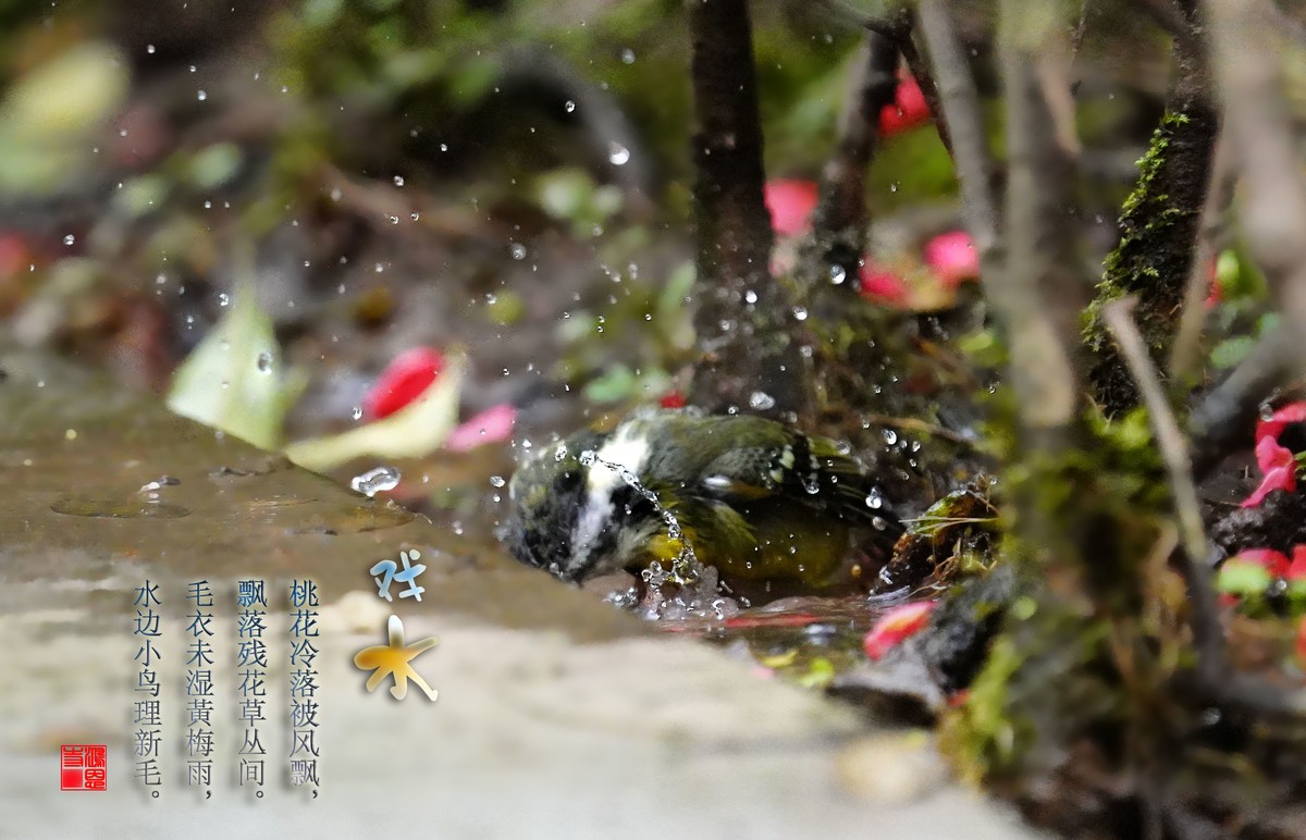 路见小鸟戏水