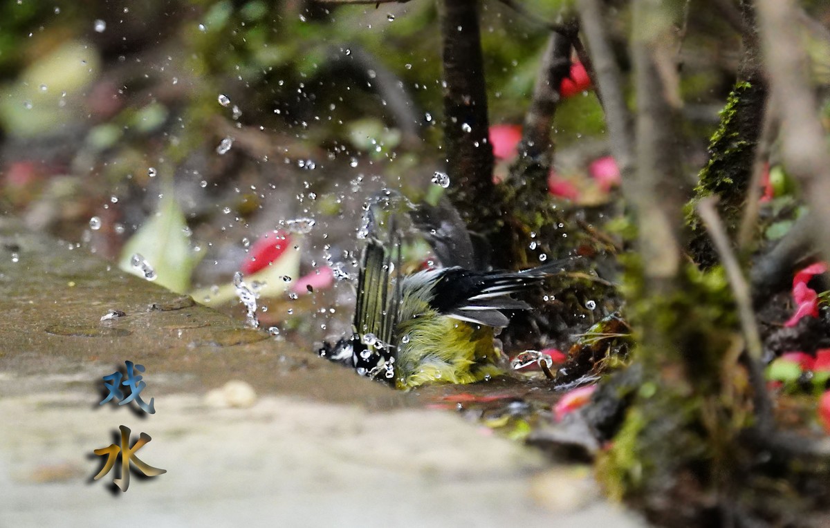 路见小鸟戏水