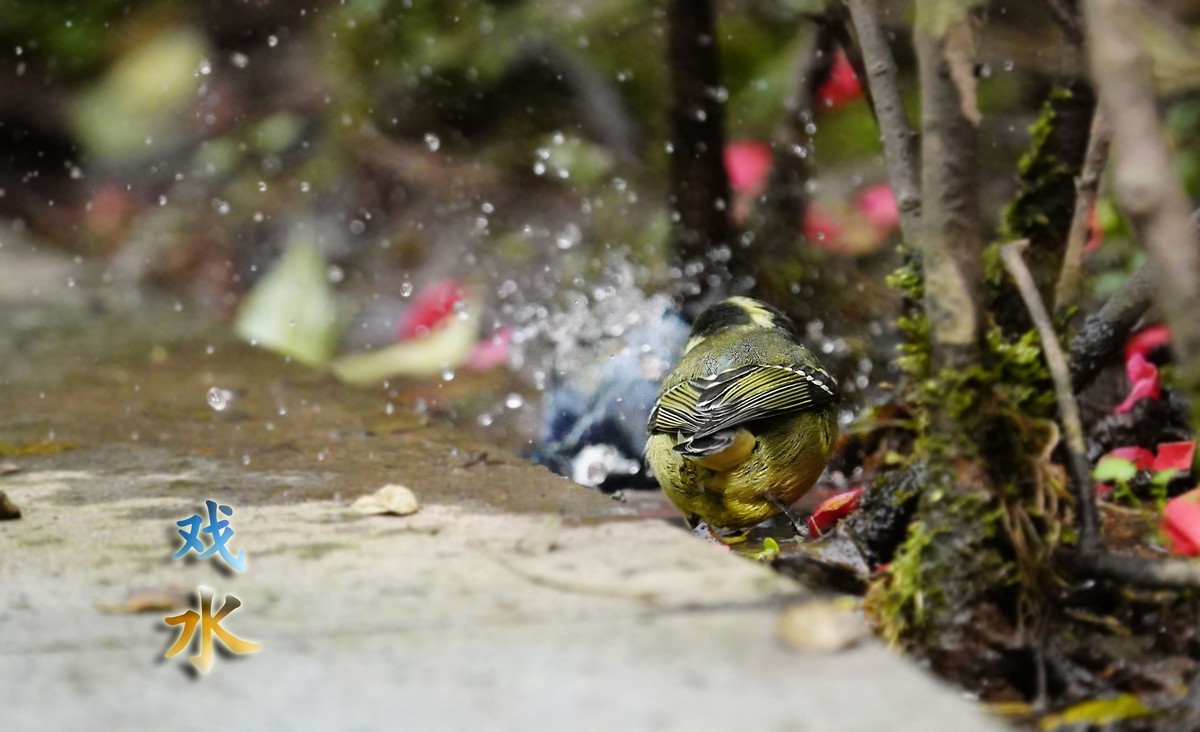 路见小鸟戏水