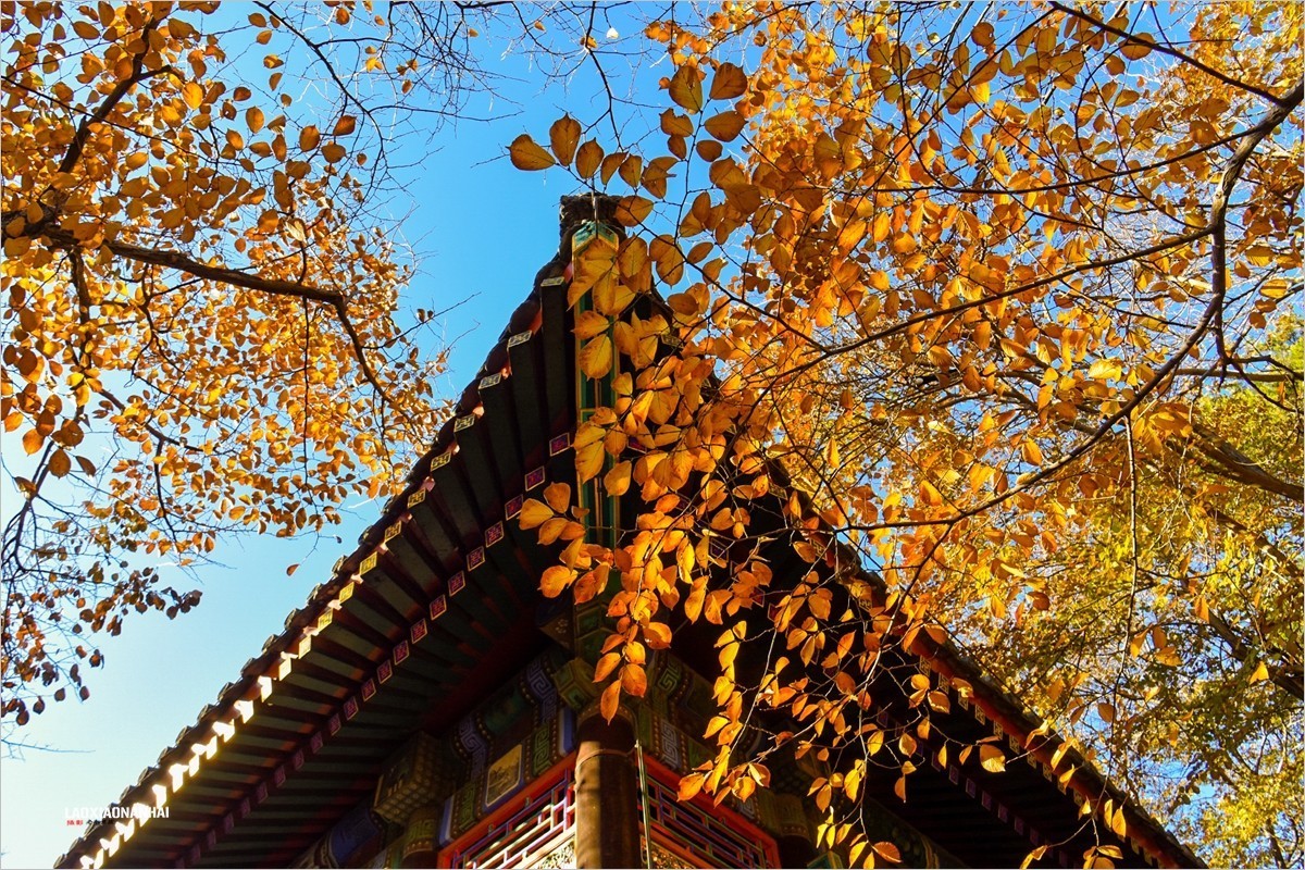 2021年第793贴-颐和园谐趣园秋拍-5（1128F）