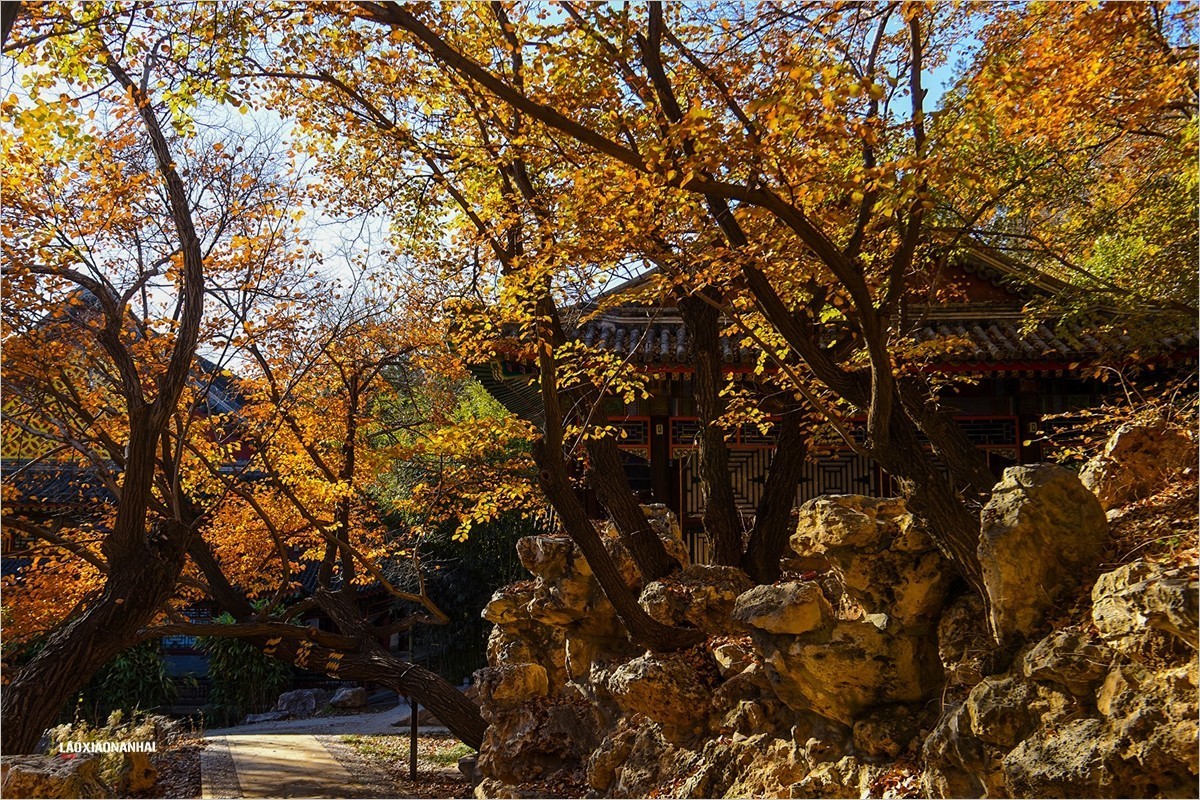 2021年第793贴-颐和园谐趣园秋拍-5（1128F）