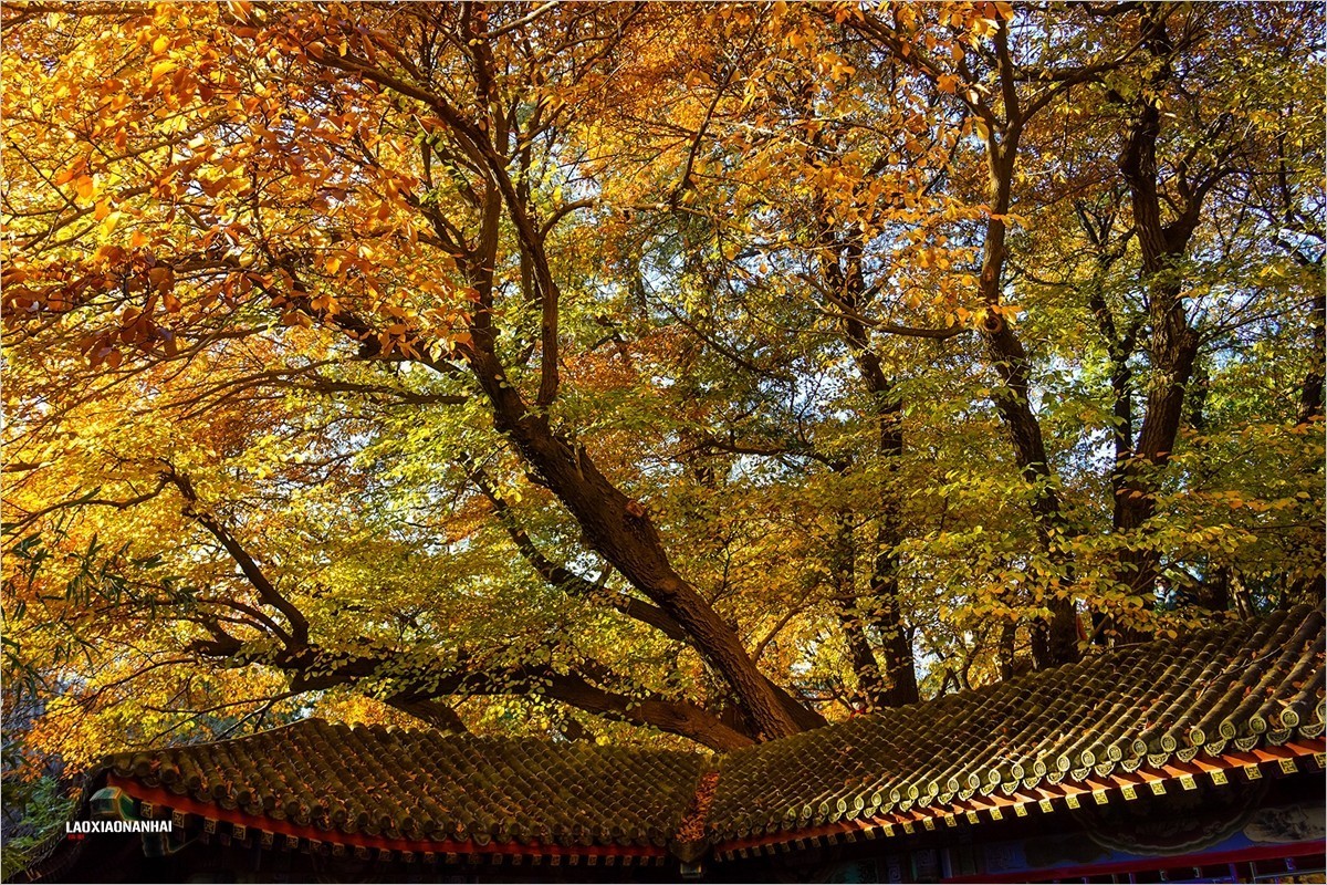 2021年第793贴-颐和园谐趣园秋拍-5（1128F）