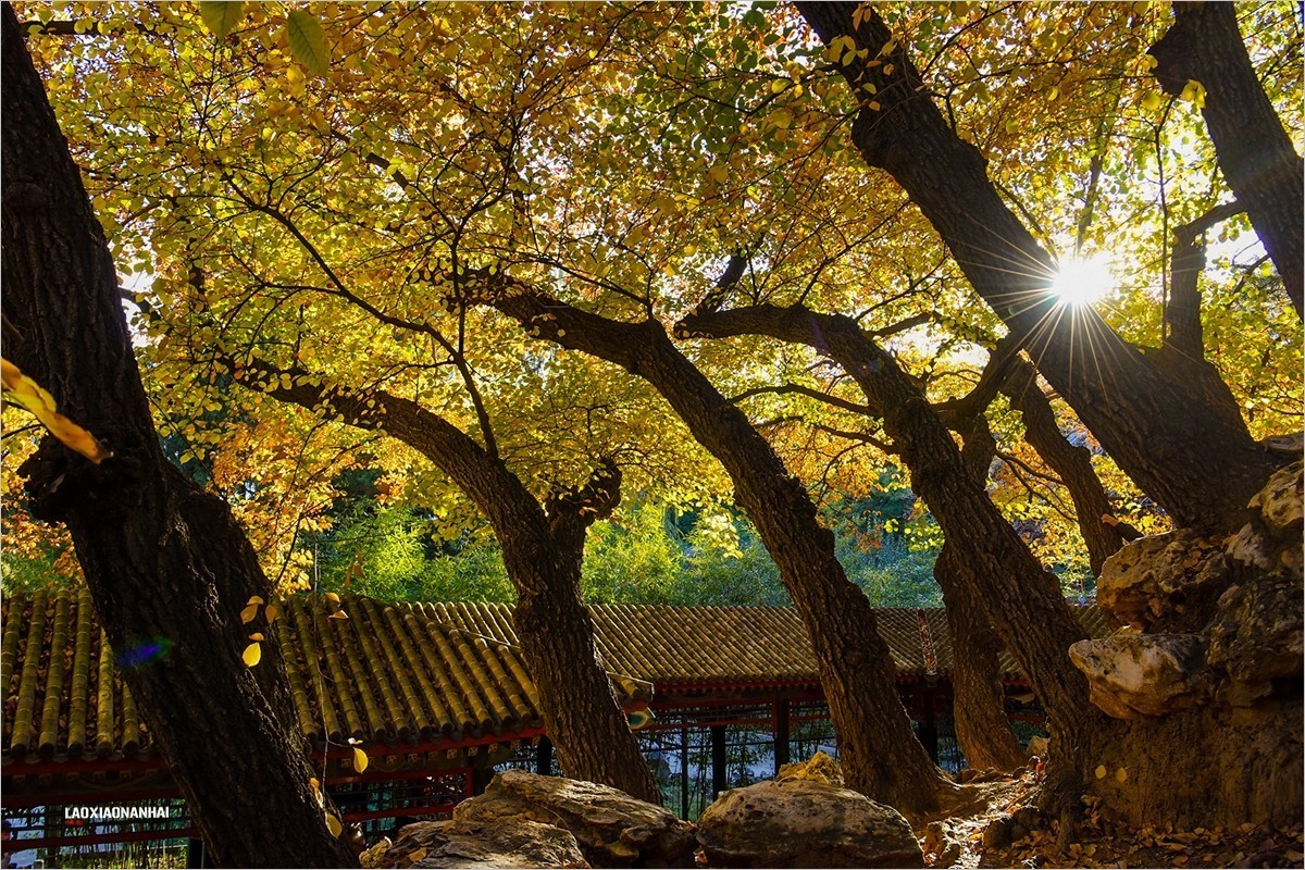 2021年第793贴-颐和园谐趣园秋拍-5（1128F）