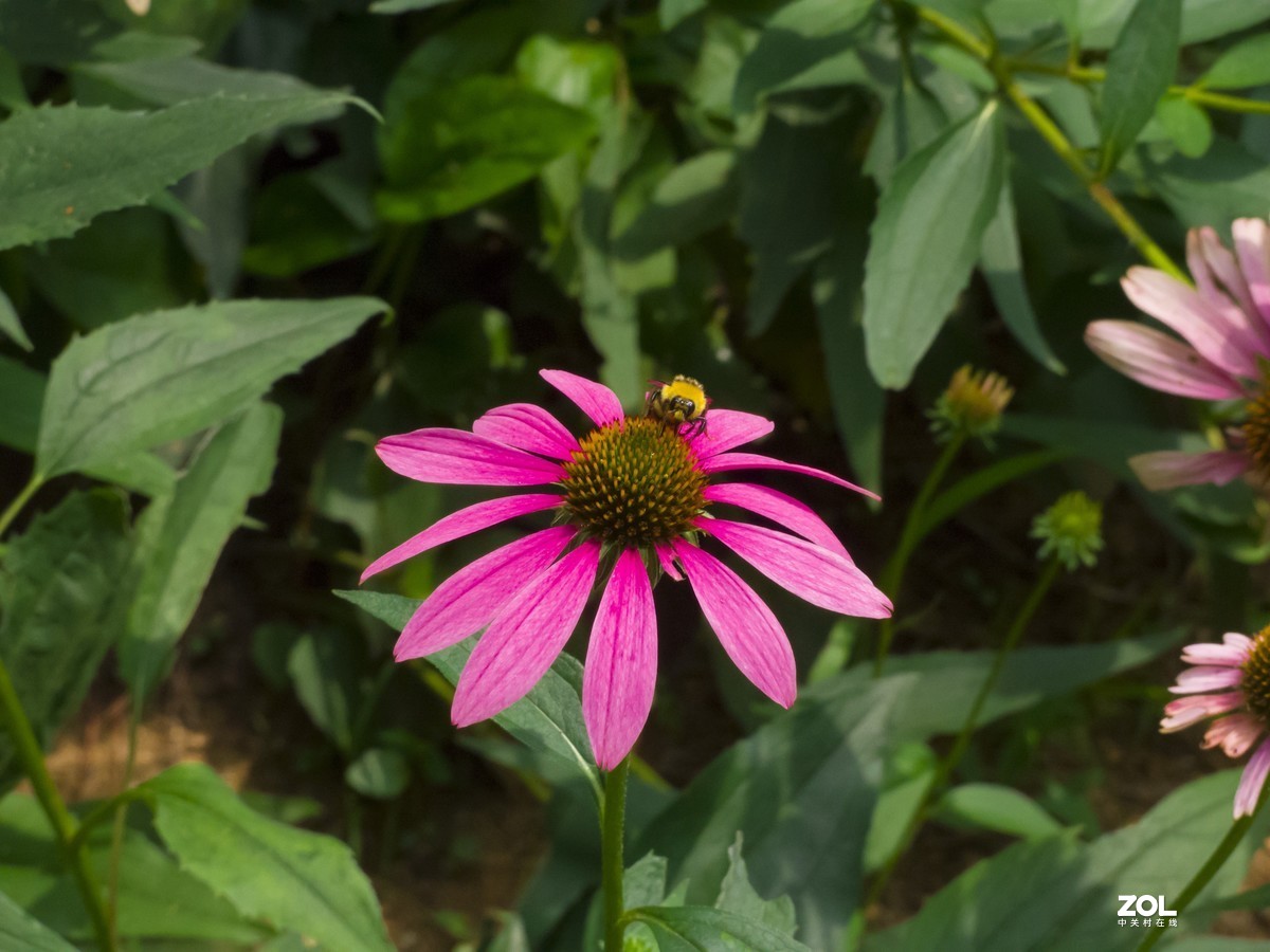 尼康P7800使用感受（附图）