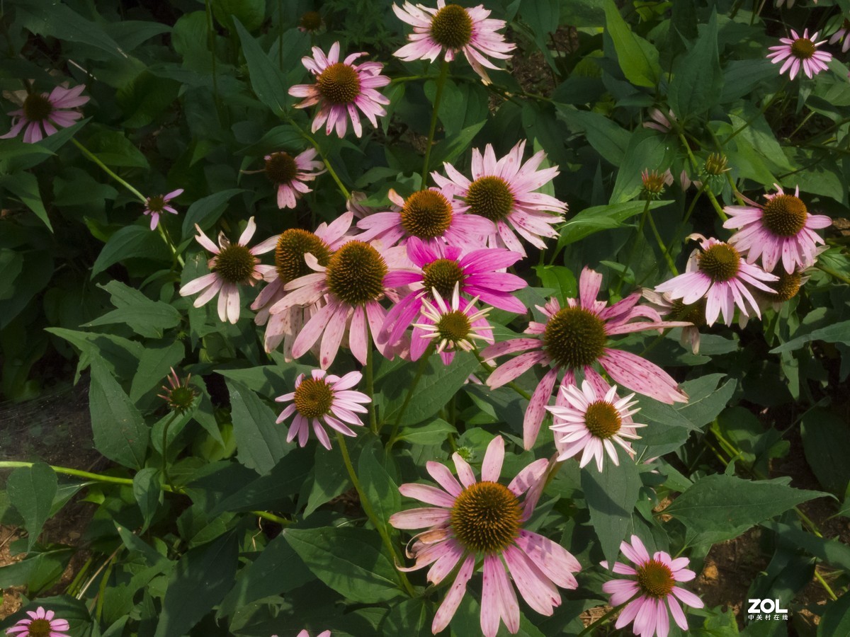 尼康P7800使用感受（附图）