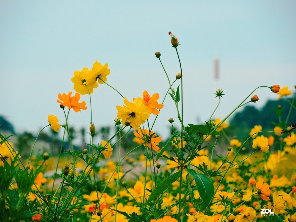 尼康P7800使用感受（附图）