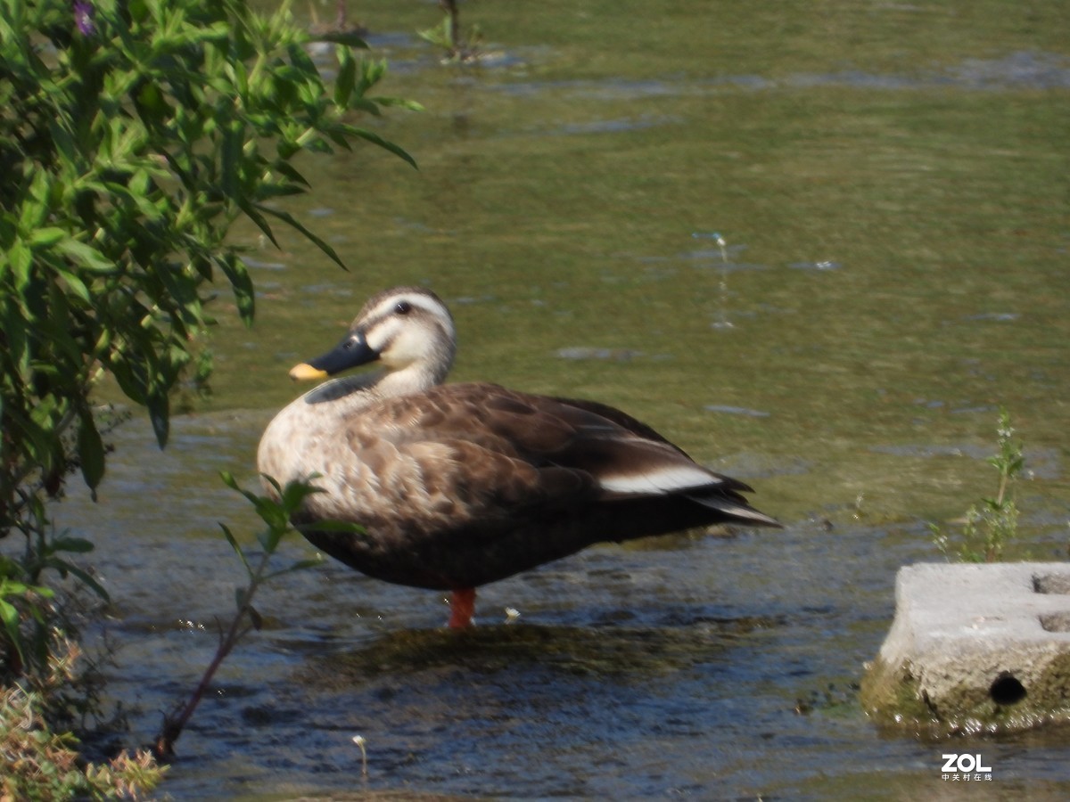 第一次试拍，感觉不清楚