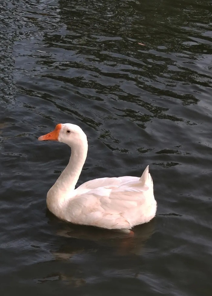 鸭...鸭...-中关村在线摄影论坛
