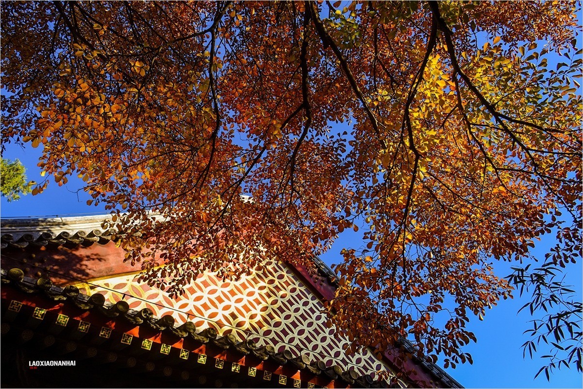 2021年第793贴-颐和园谐趣园秋拍-5（1128F）