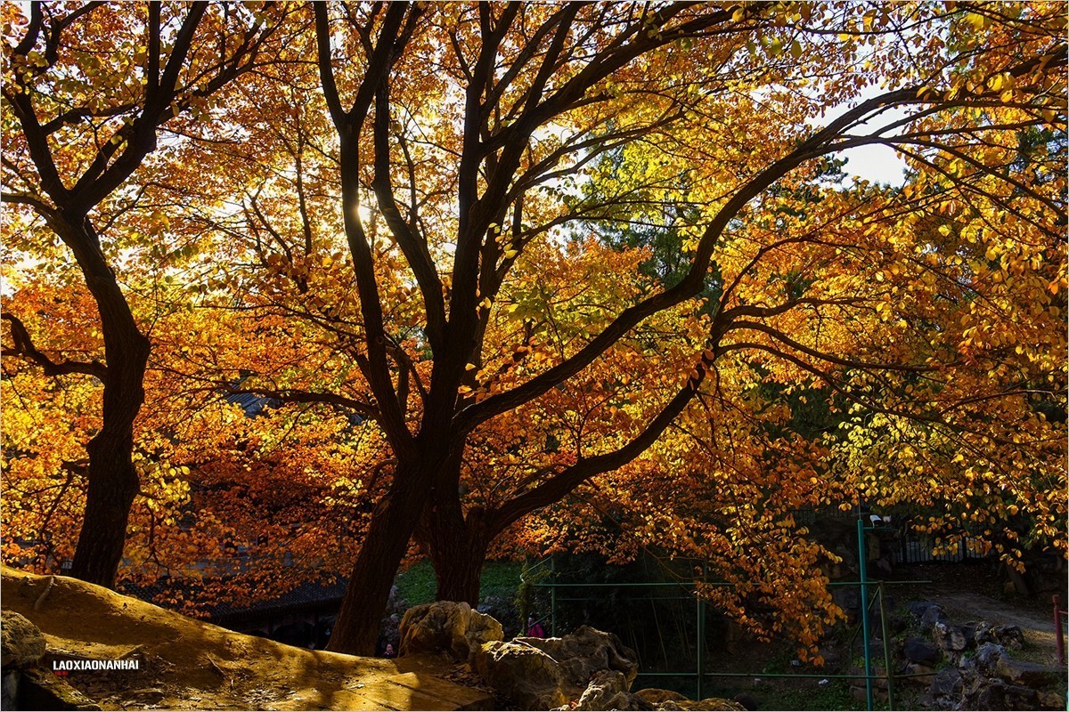 2021年第793贴-颐和园谐趣园秋拍-5（1128F）