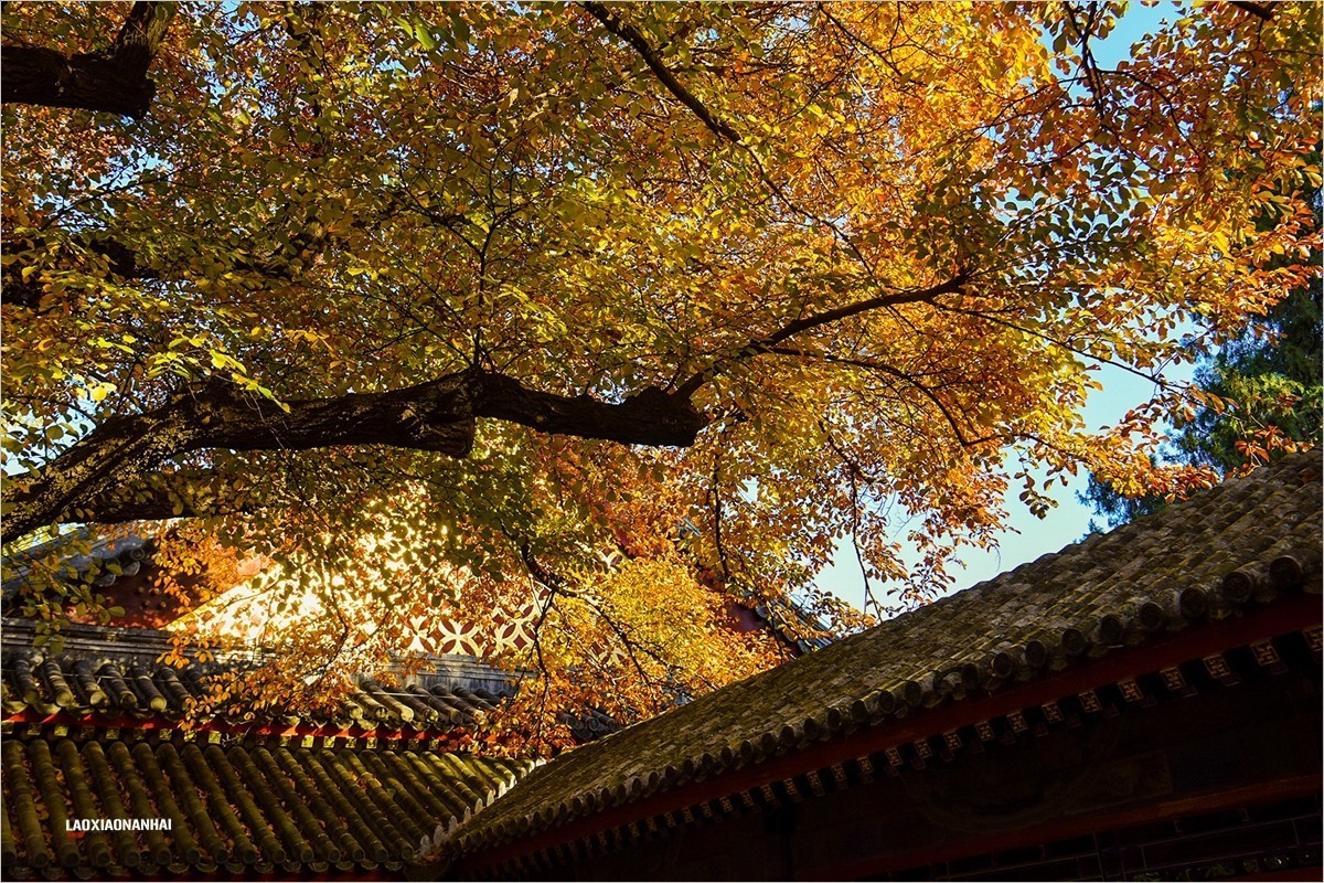 2021年第793贴-颐和园谐趣园秋拍-5（1128F）