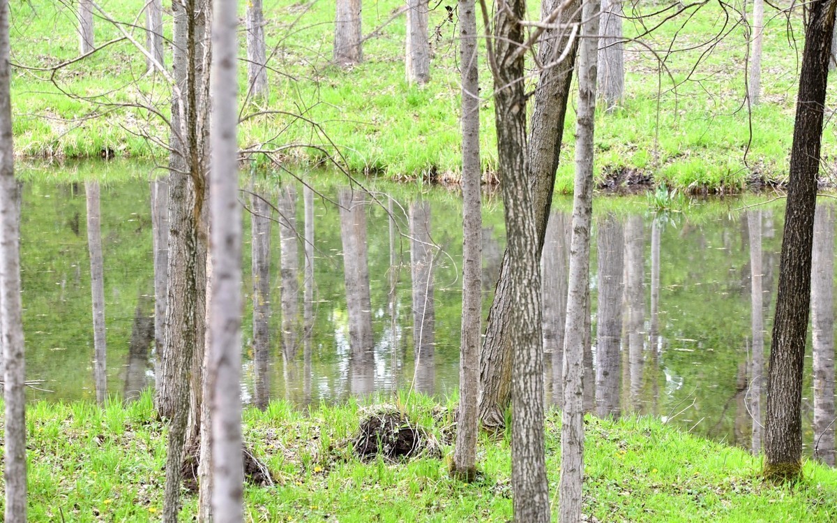 宁静的巩乃斯河边。