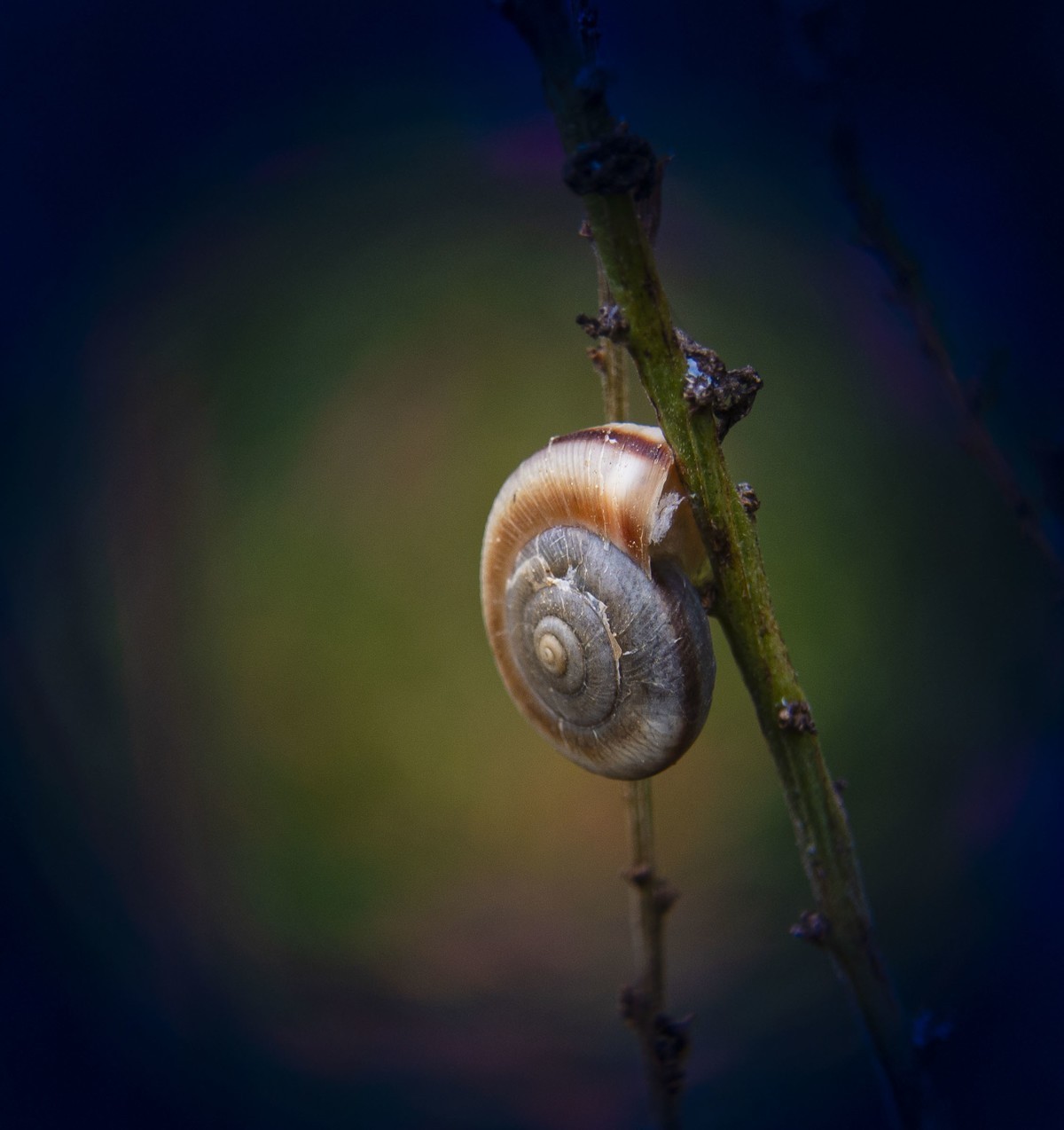 小昆虫【8张】云国