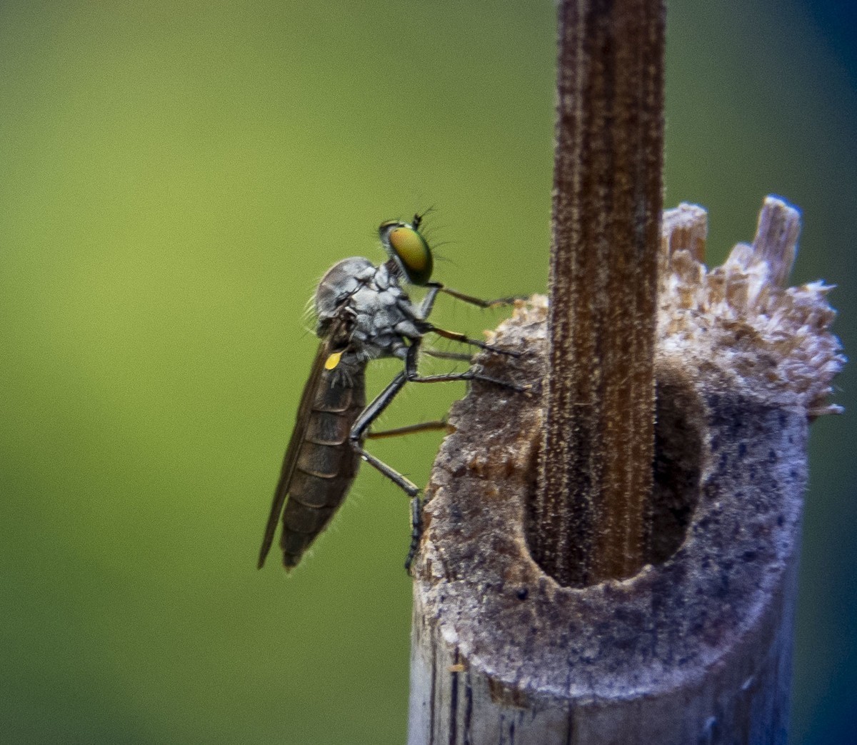 小昆虫【8张】云国