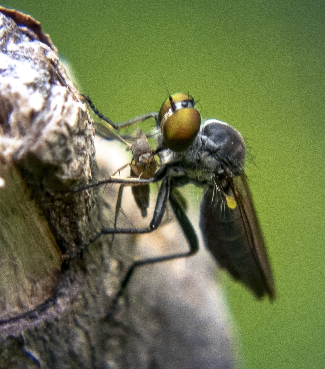 小昆虫【8张】云国