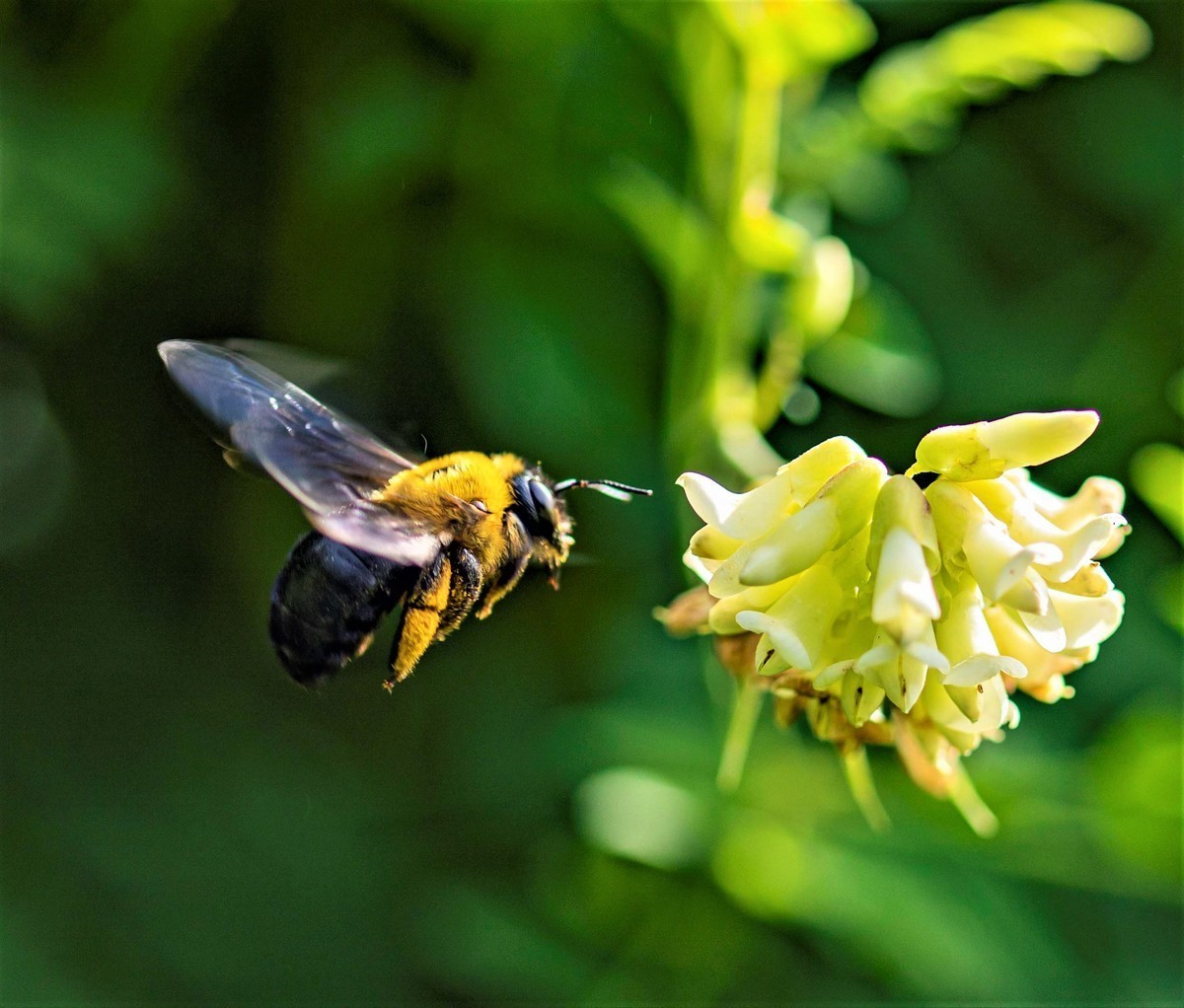 小昆虫【8张】云国