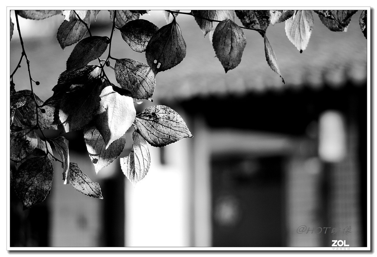 黎里古镇——黑白印象