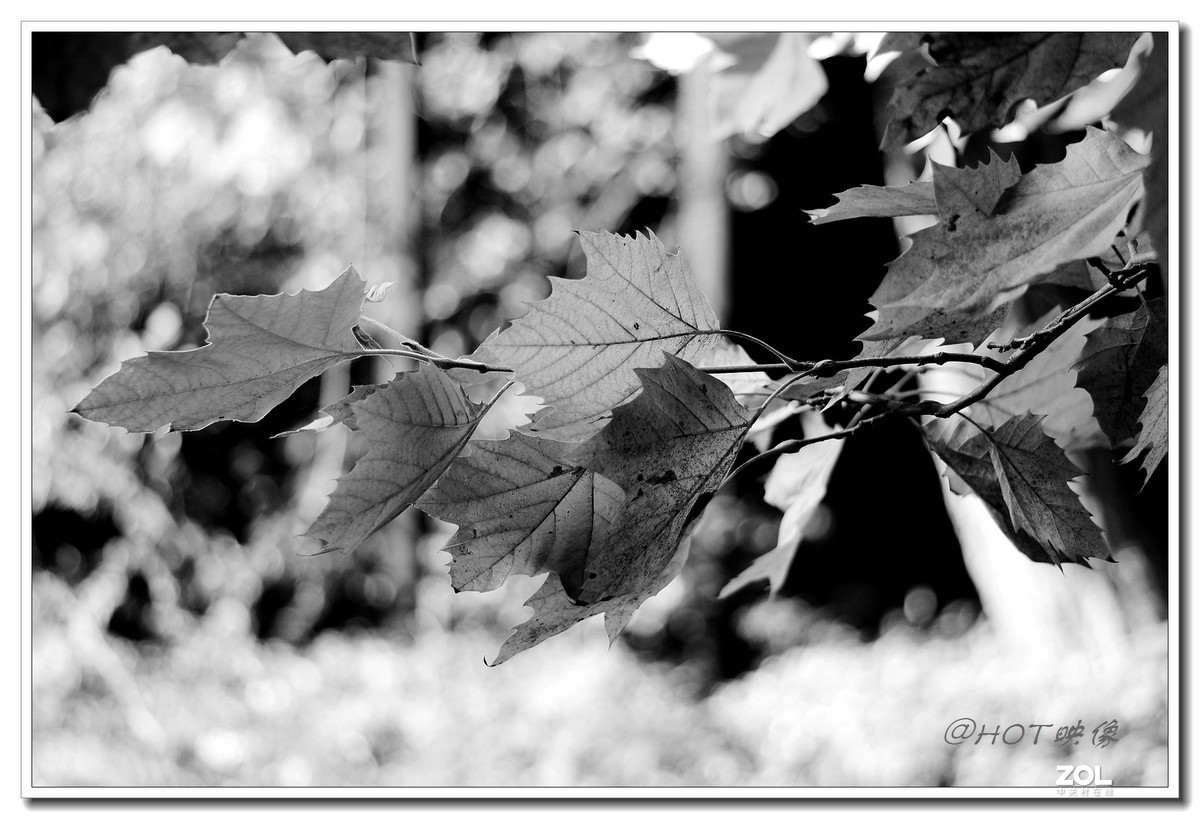 黎里古镇——黑白印象