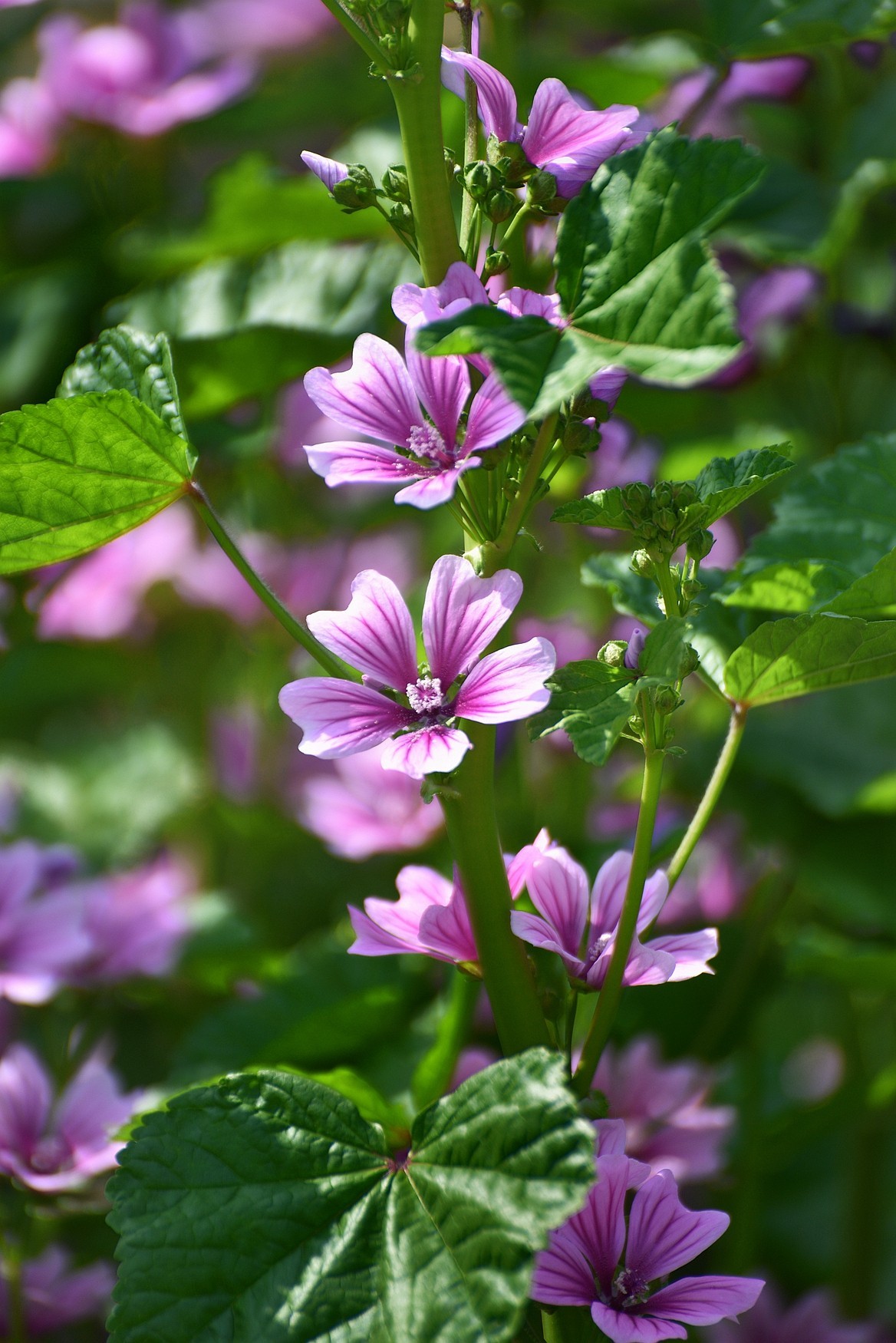粉红锦葵叶繁花茂